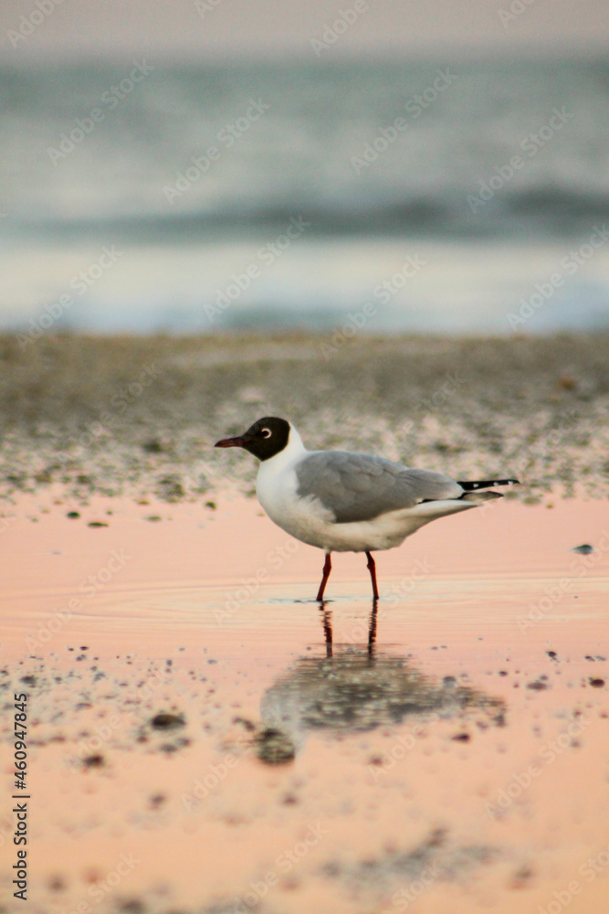 seagull on the pink beach seagull on the pink beach