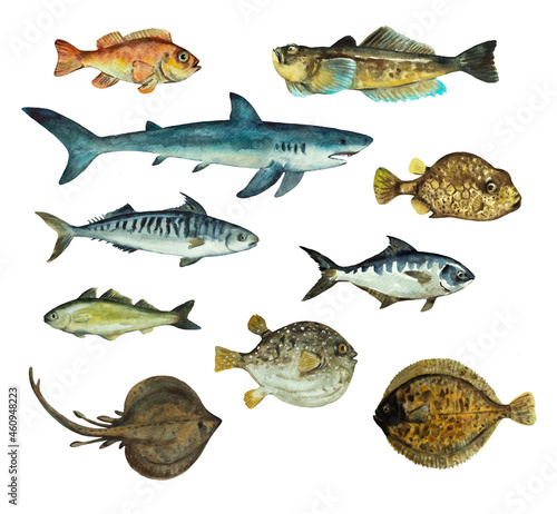 Big set of sea fish isolated on white background. Clip art for design, menu and education material. Colorful realistic watercolor illustration.
