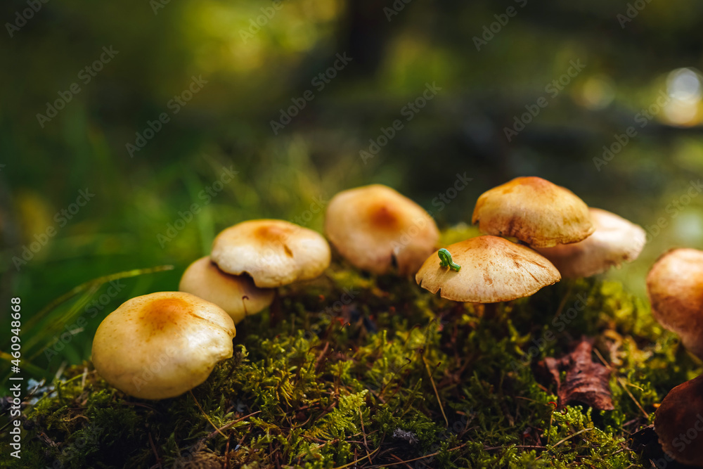 Tiny green caterpillar crawls on the cap of one of the mushrooms on mycelium growing on moss with green bokeh forest background. Mushroom macro photography. Tiny green caterpillar crawls on the cap of one of the mushrooms on mycelium growing on moss with green bokeh forest background. Mushroom macro photography.