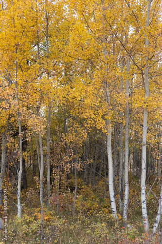 autumn aspen trees