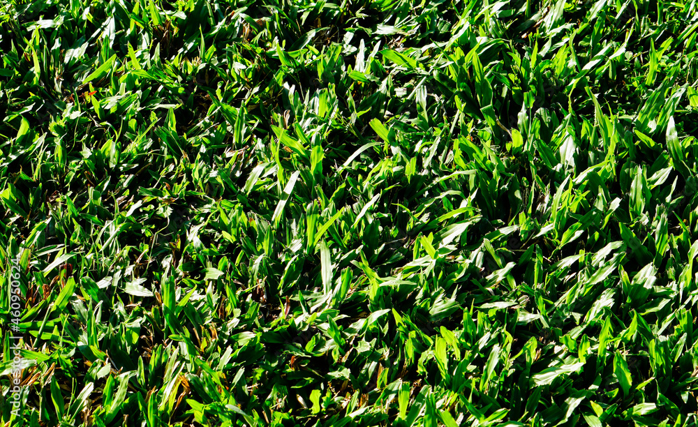 green lawn in the tropical garden green lawn in the tropical garden