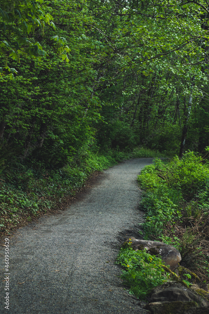 Fototapeta premium path in the forest
