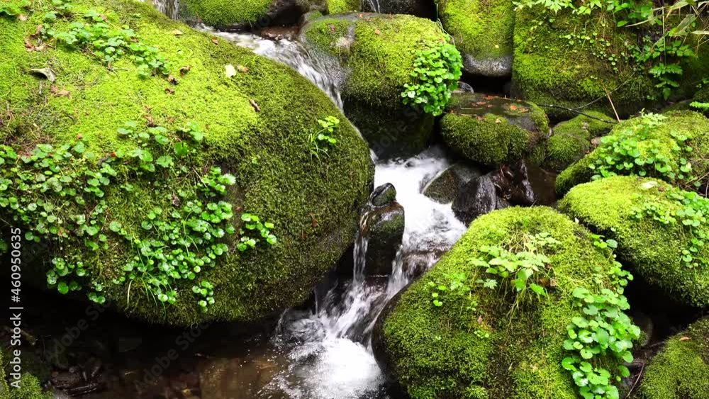 The sound of water flowing through the beautiful green moss valley The sound of water flowing through the beautiful green moss valley
