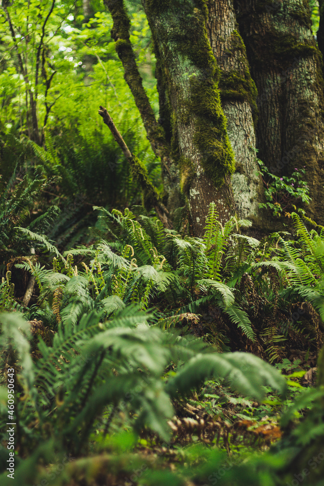 Fototapeta premium ferns in the forest