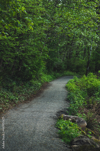 path in the forest