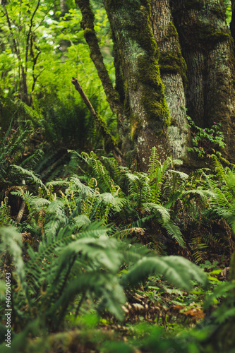 ferns in the forest