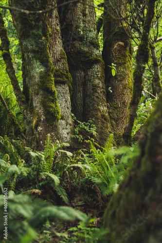green moss on the tree