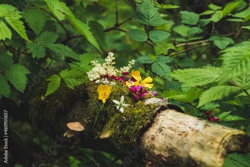flowers on a tree in the forest