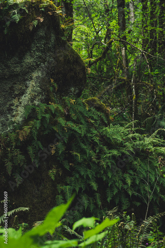 leaves in the foreste