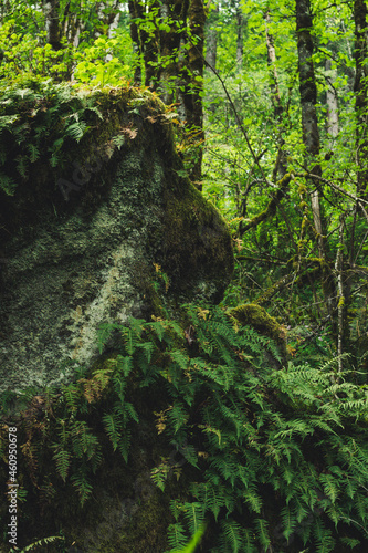 moss on the rocks