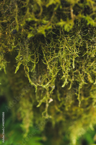close up of fern leaf