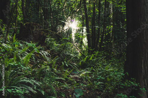 morning in the woods