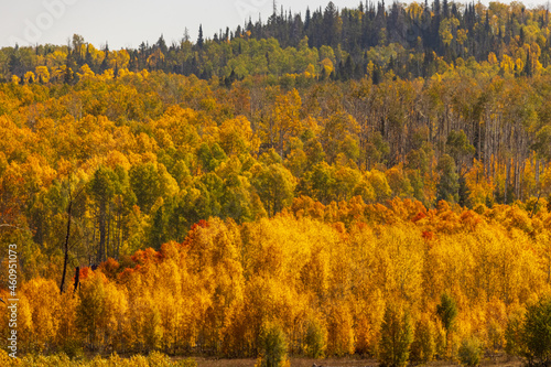 Wyoming Fall Foliage