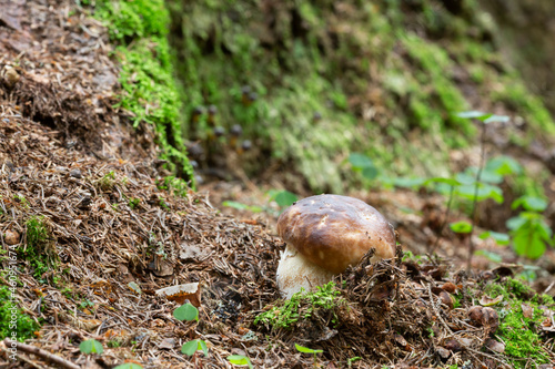 Boletus mushroom growing in natural environment