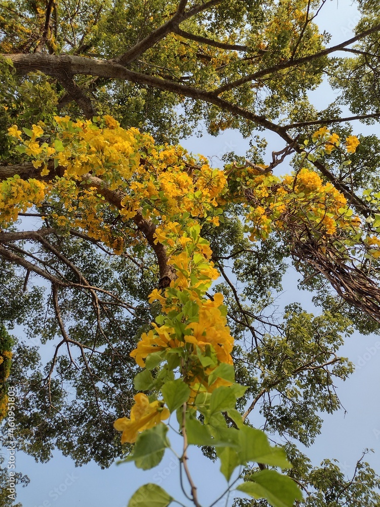 Fototapeta premium leaves