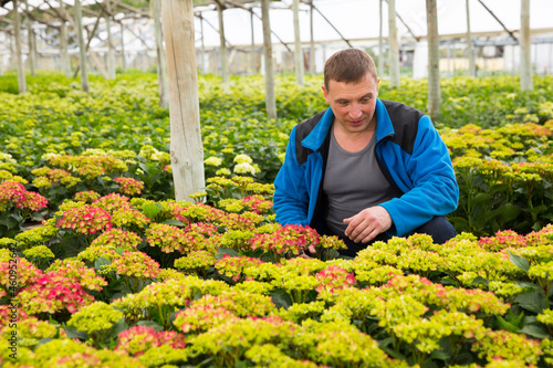 Male gardener controlling quality of perennial garden flowers in flowerpots at greenhouse farm © JackF