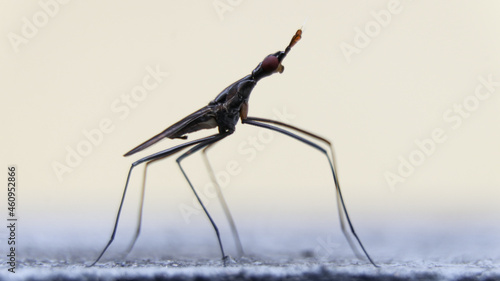 Fotografia a neriidae species of cactus fly with six long legs standing on the floor on a b