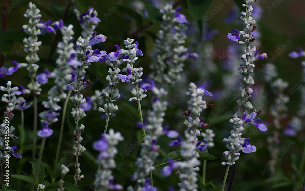 Obraz premium lavender flowers in the garden