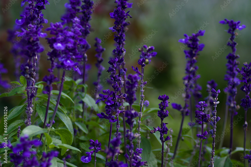 Naklejka premium lavender field in region