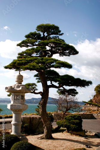 Buddhist pine tree on the beach