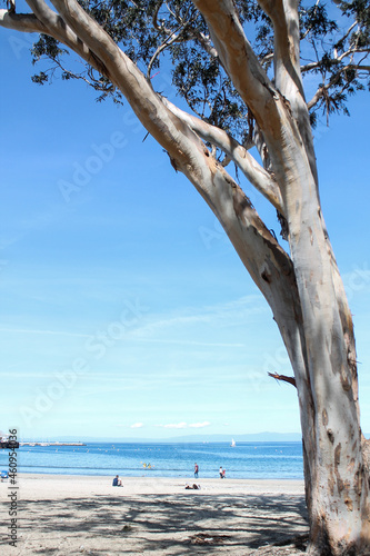 tree on the beach