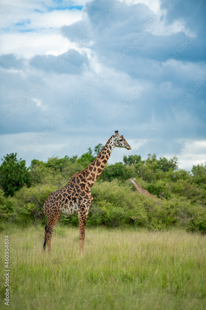 African Masai giraffe walking in grass land and dramatic cloudy sky in Masai Mara, kenya African Masai giraffe walking in grass land and dramatic cloudy sky in Masai Mara, kenya