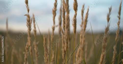 Close up of lime grass swaying in the wind by the coast of Arcachon photo