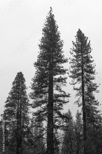 snow covered pine trees