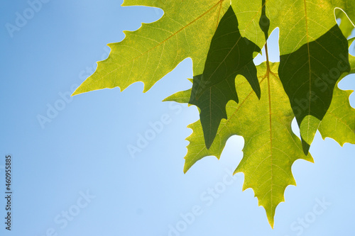 Green leafe  of maple in sunny day.