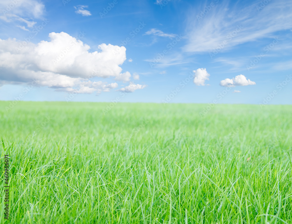 Green grass field under midday sun on blue sky. Green grass field under midday sun on blue sky.