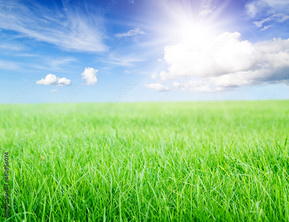 Green grass field under midday sun on blue sky.
