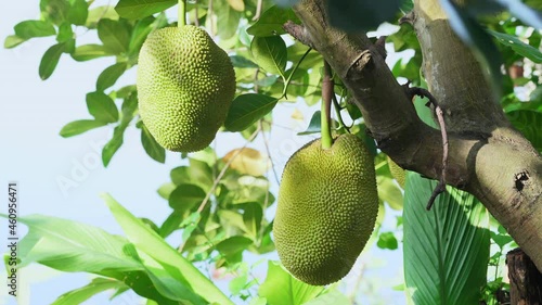 Fresh Jackfruits on Jackfruit Tree in the garden. photo