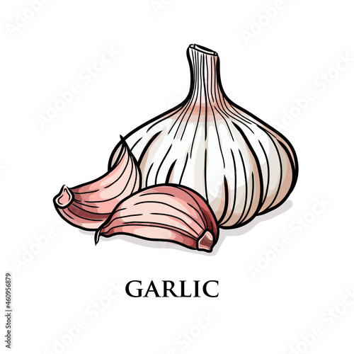 Garlic bulb and cloves with caption, sketch style vector illustration isolated on white background. Hand drawn garlic spice - whole bulbs and cloves, peeled and unpeeled
