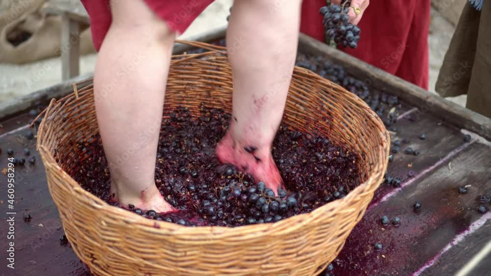 Video Stock Grapetreading or grapestomping in traditional winemaking