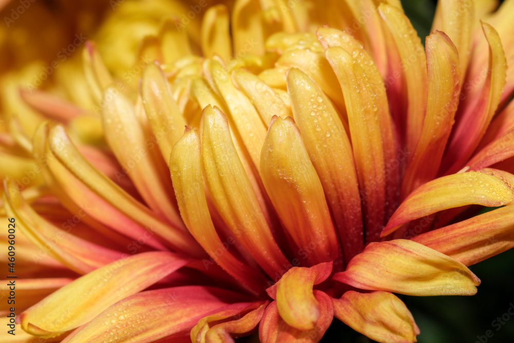 Garden varietal decorative chrysanthemum Garden varietal decorative chrysanthemum