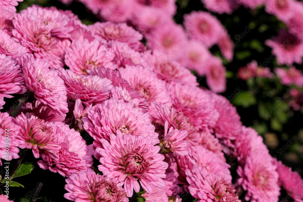 Garden varietal decorative chrysanthemum Garden varietal decorative chrysanthemum