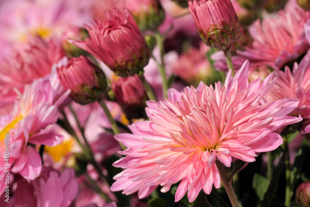 Garden varietal decorative chrysanthemum Garden varietal decorative chrysanthemum