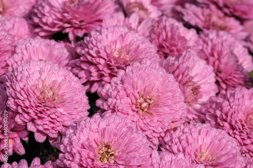 Garden varietal decorative chrysanthemum