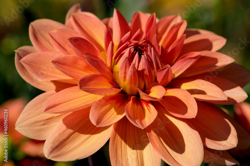 Garden dahlia flower blooms