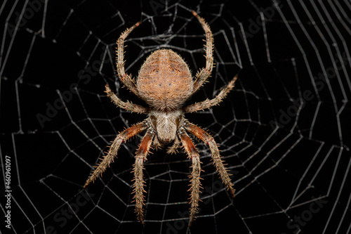Spotted Orbweaver Spider (Neoscona crucifera)