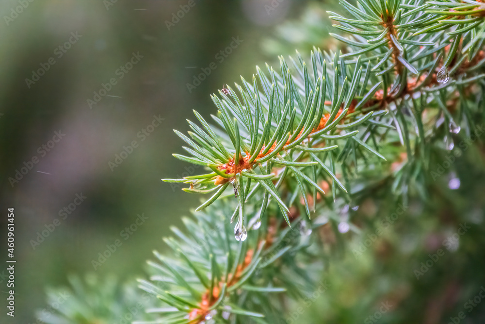 Background of green spruce branches with water drops after rain Background of green spruce branches with water drops after rain
