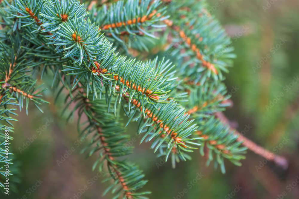 Background of green spruce branches in sunset light