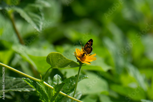 Papillon noir aux couleurs jaunes et belles fleurs naturelles sur la rive du fleuve en Amérique latine Mexique © Roberto