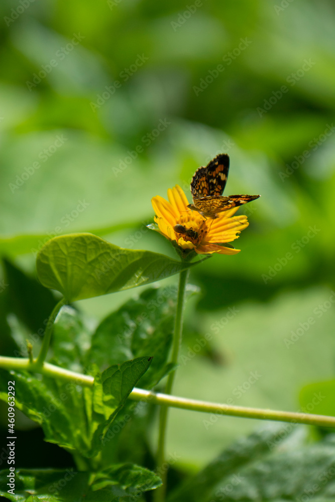 Papillon noir aux couleurs jaunes et belles fleurs naturelles sur la rive du fleuve en Amérique latine Mexique Papillon noir aux couleurs jaunes et belles fleurs naturelles sur la rive du fleuve en Amérique latine Mexique