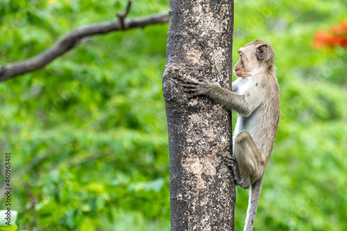 Photography Baby monkey climbing a tree in the forest.