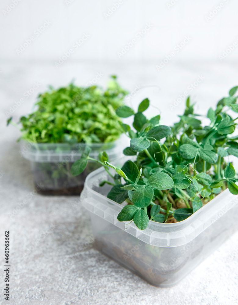 Assortment of micro greens on wooden table Assortment of micro greens on wooden table
