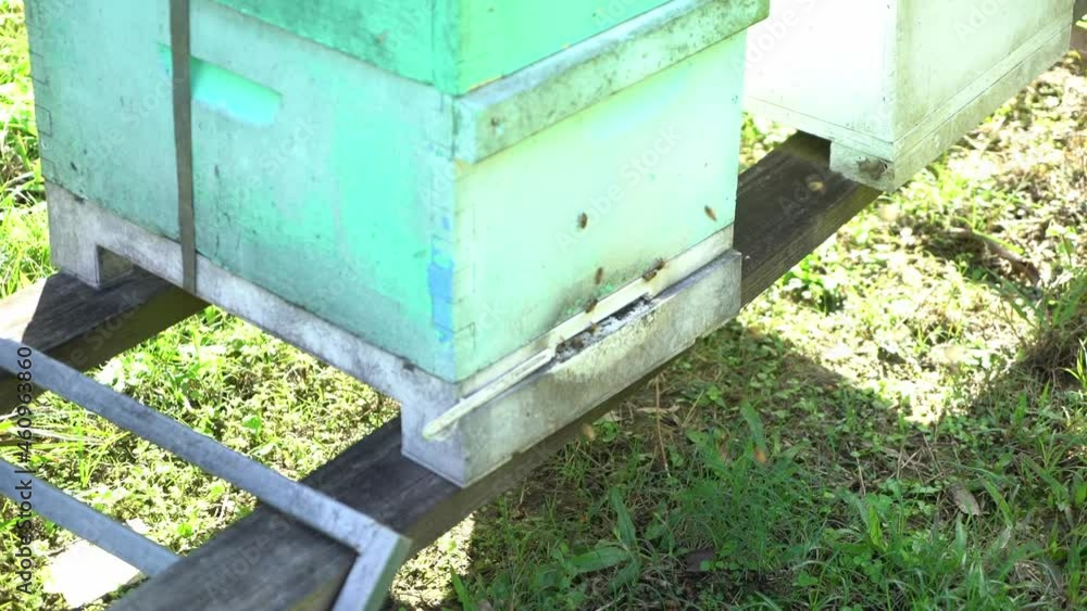 Australian honey bees going in and out of wooden hive comb