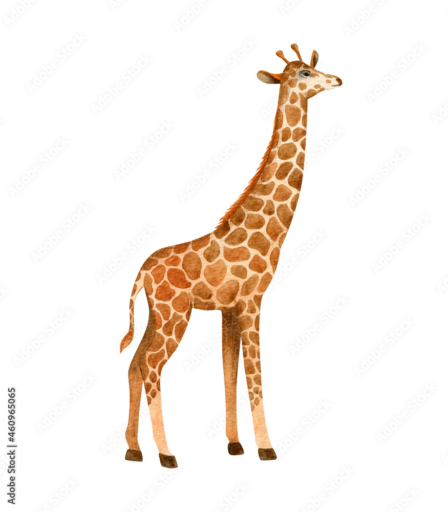 Naklejka premium Giraffe isolated on white background. Watercolor cute animal.