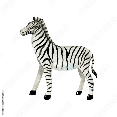 Zebra isolated on white background. Watercolor cute animal.
