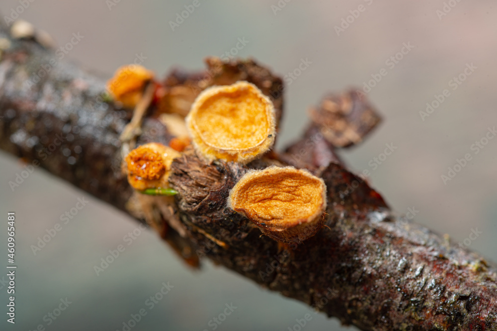 Forest mushrooms - abstract background Forest mushrooms - abstract background